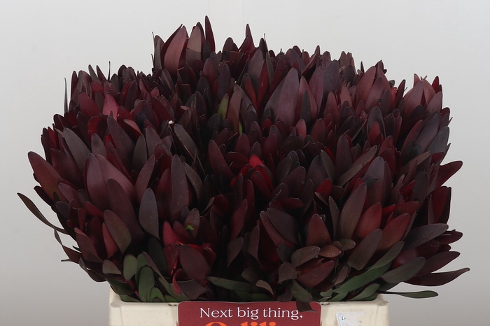 Leucadendron Saf Sunset Dark R.
