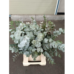 Eucalyptus per bos cinerea
