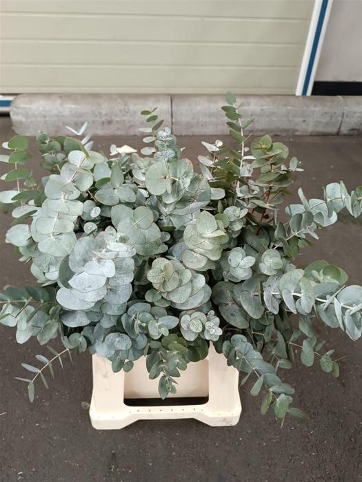 <h4>Eucalyptus per bos cinerea</h4>
