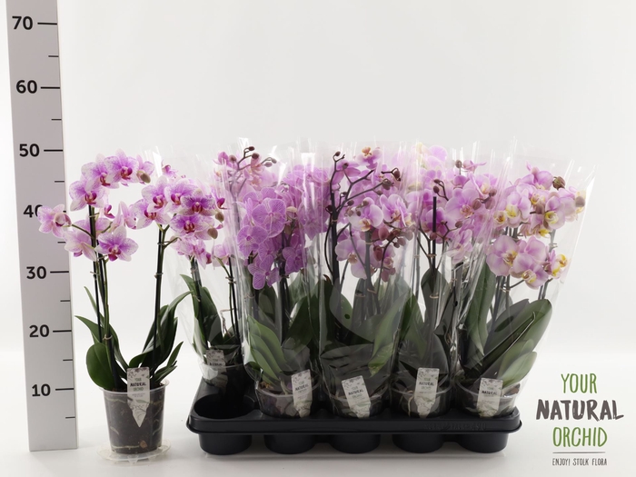 <h4>Phalaenopsis overig</h4>