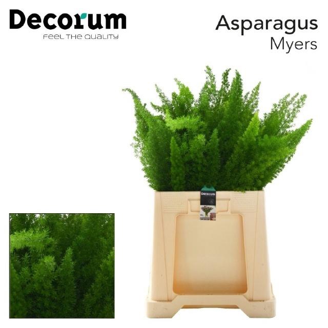 <h4>ASP DENS MYERS</h4>