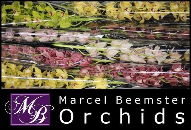 <h4>CYMB MI GEM</h4>