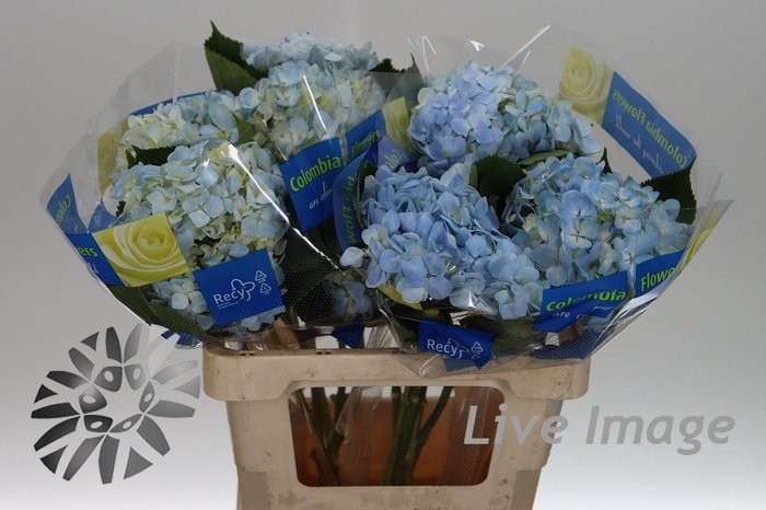 <h4>Hydrangea blue</h4>