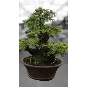 Vachellia nilotica, pot 60cm, height 90cm. (single item)