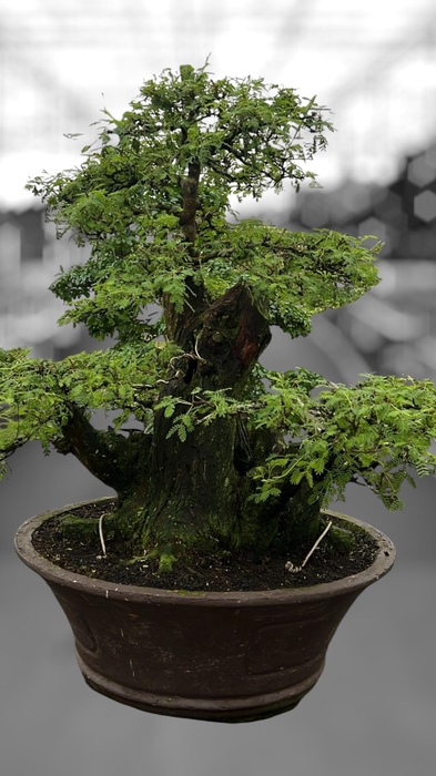 <h4>Vachellia nilotica, pot 60cm, height 90cm. (single item)</h4>
