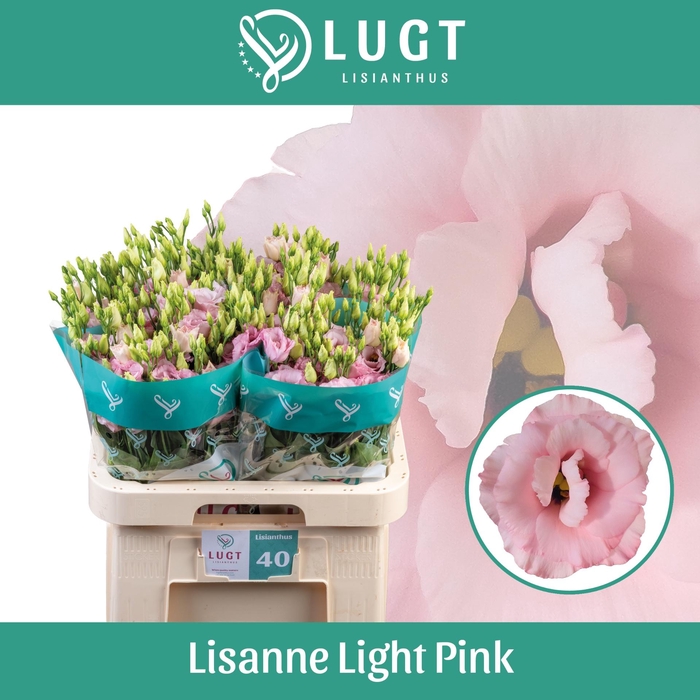 <h4>EUS G LISANNE L PINK</h4>