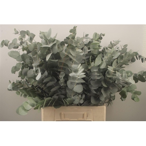 Euc Cinerea Per Bunch Za Extra 200 Gram