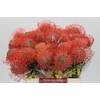 Nutans Ayoba Pink Guava