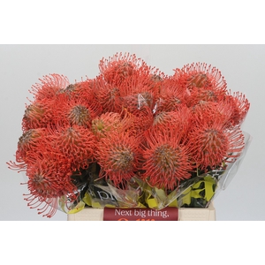 Nutans Ayoba Pink Guava