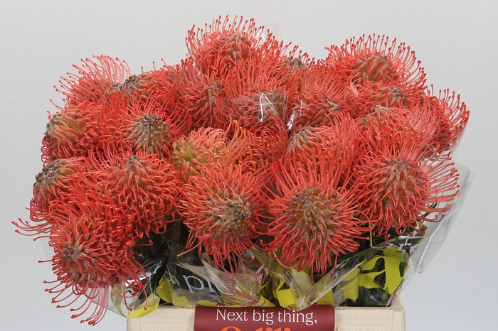 <h4>Nutans Ayoba Pink Guava</h4>