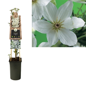 Clematis 'Joe' +3.0 label