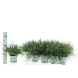 Festuca glauca Compacta Blue 10,5Ø 25cm