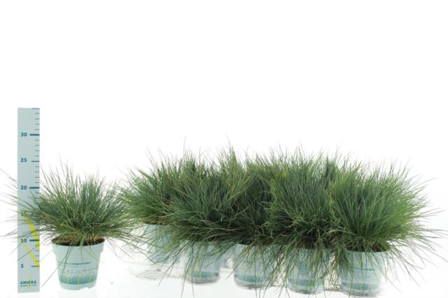 Festuca glauca Compacta Blue 10,5Ø 25cm