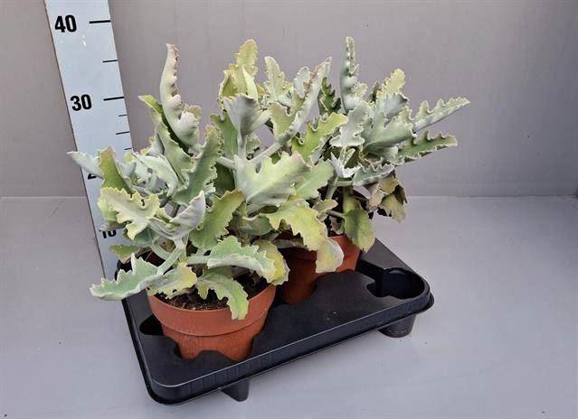 <h4>KALANCHOE BEHARENSIS</h4>