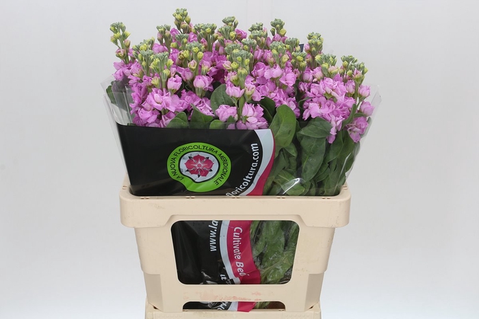 Matthiola Iron Pink