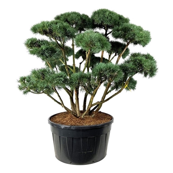 <h4>Pinus sylv. 'Watereri'</h4>