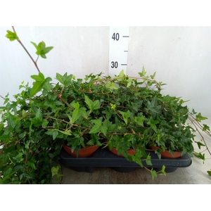 Hedera helix 'Shamrock'