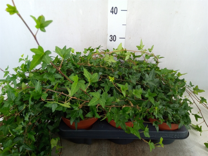 <h4>Hedera helix 'Shamrock'</h4>