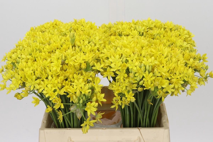 <h4>Allium Moly Jeannine</h4>