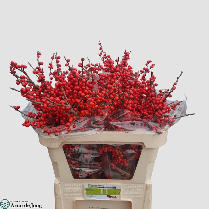 <h4>ILEX VE RODE BES</h4>