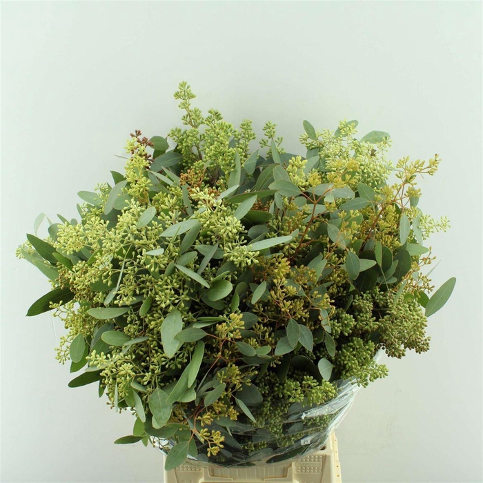 <h4>EUCALYPTUS POPULUS WITH BERRIES</h4>