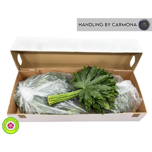 FATSIA JAPONICA BLAD