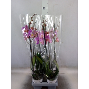 Phalaenopsis  'Ant Split'