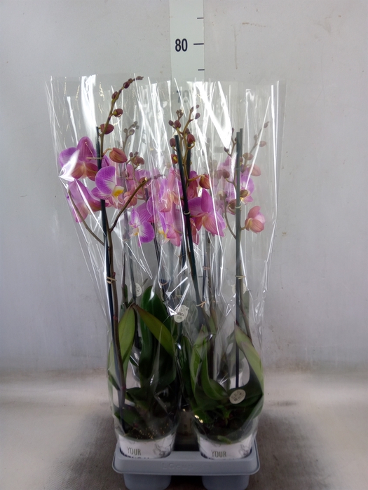 <h4>Phalaenopsis  'Ant Split'</h4>