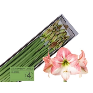 HIPP GA APPLE BLOSSO