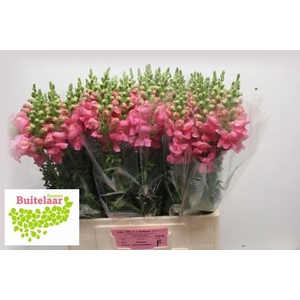 Antir Potomac Pink Buitelaar