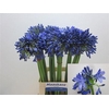 Agapanthus Intermedia
