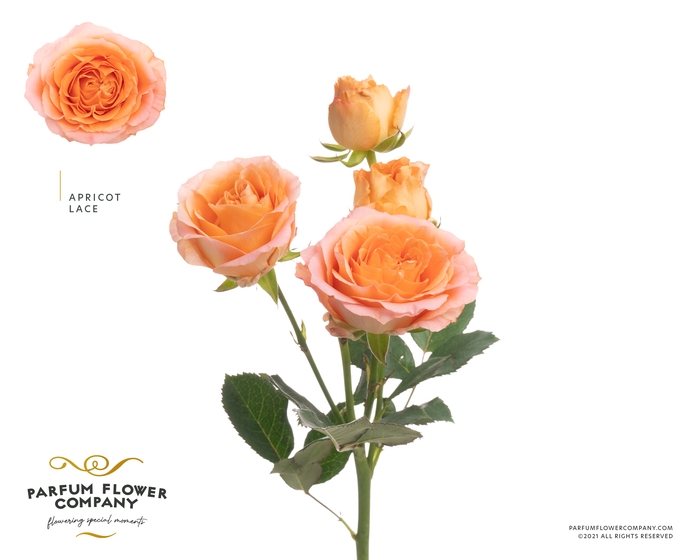 Rosa Spray Lace Apricot