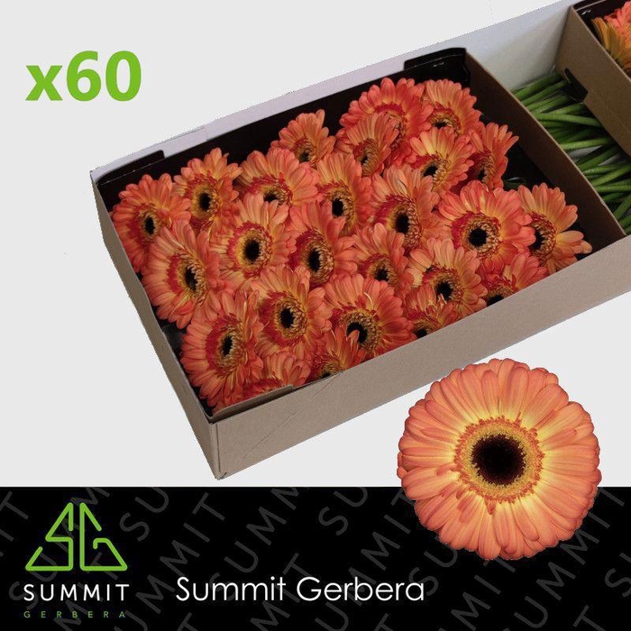 <h4>GE GR DINO+</h4>