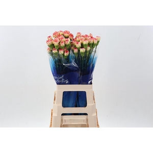 Dianthus ST 'Yellow Viana'