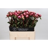 Paeonia Nick Shaylor