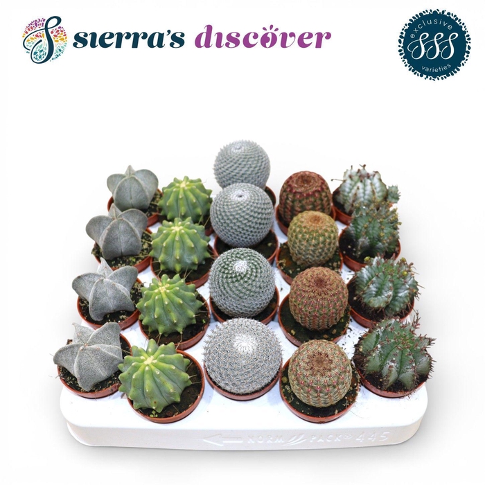 <h4>Discover® - Bilbao Cactus Mix (Exclusive)</h4>