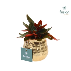 Pot Indian metaal goud XSmall met Groene Plant