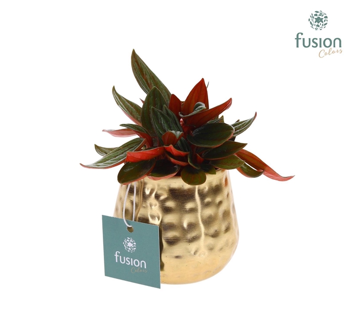 <h4>Pot Indian metaal goud XSmall met Groene Plant</h4>