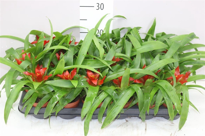 <h4>Guzmania Tempo A2</h4>