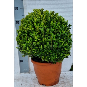 BUXU SEMPERVIRENS