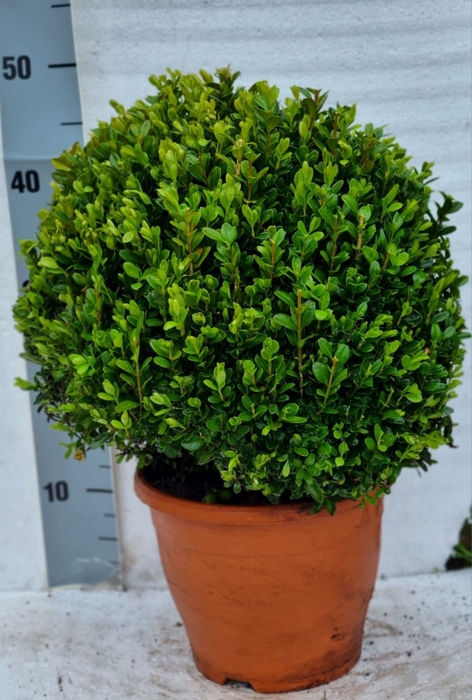 <h4>BUXU SEMPERVIRENS</h4>