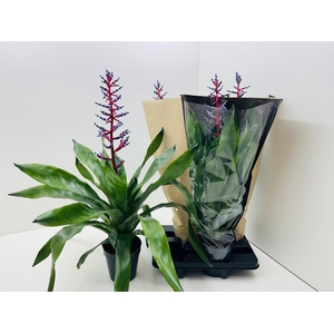 Aechmea Blue Rain 15Ø 70cm