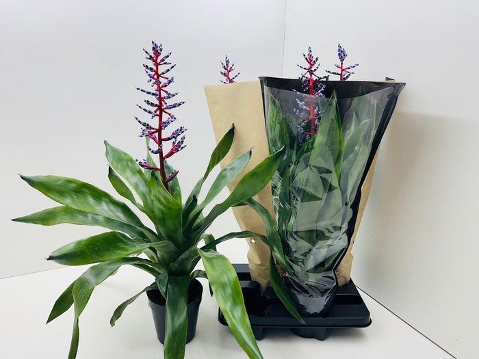 Aechmea Blue Rain 15Ø 70cm