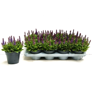 SALVIA NE SE DP BLUE