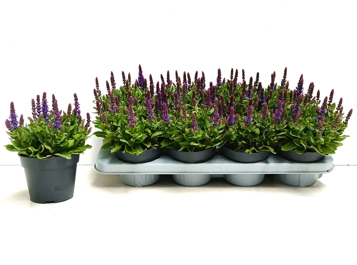 <h4>SALVIA NE SE DP BLUE</h4>