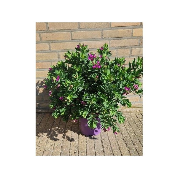 <h4>Polygala Myrtifolia Bush</h4>