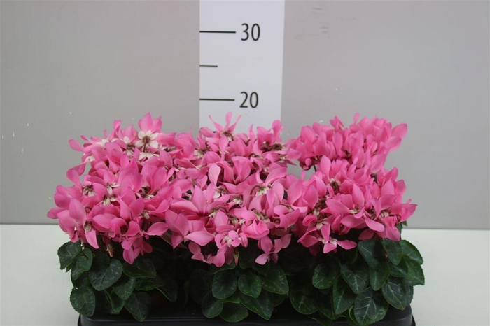 <h4>Cyclamen Kl S S Djix Roze</h4>
