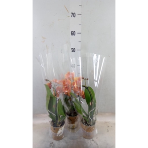 Phalaenopsis  'Elegant Cascade'