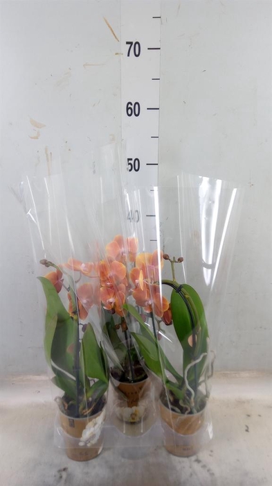 <h4>Phalaenopsis 'Elegant Cascade'</h4>