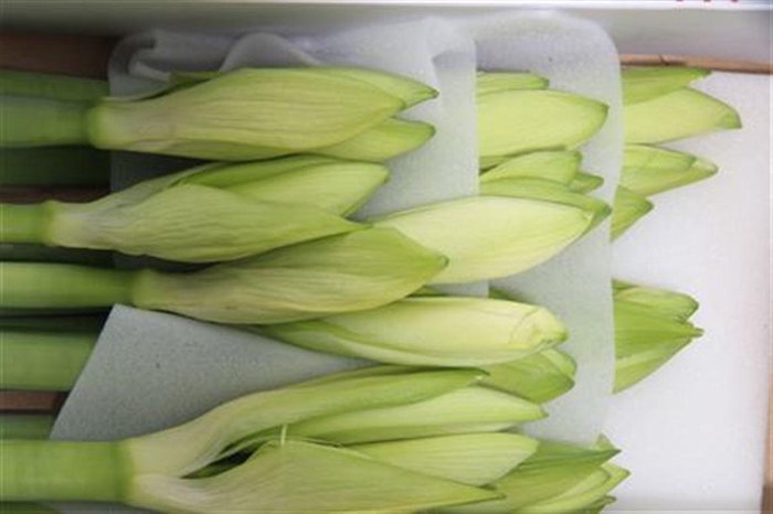 <h4>Hipp Mont Blanc X10</h4>